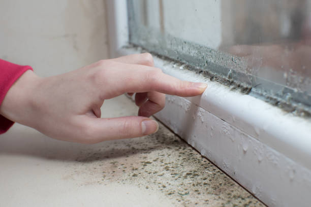 Best Forensic Mold Investigation  in Biddeford, ME
